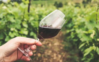 A Quick Beginner’s Guide to Wine