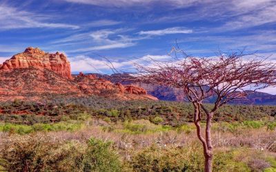 Wine Tours of Sedona – June 2024 Newsletter